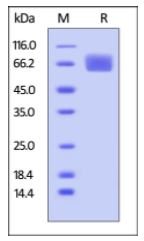 Human FGF R1, His Tag on SDS-PAGE under reducing (R) condition. The gel was stained overnight with Coomassie Blue. The purity of the protein is greater than 95%.